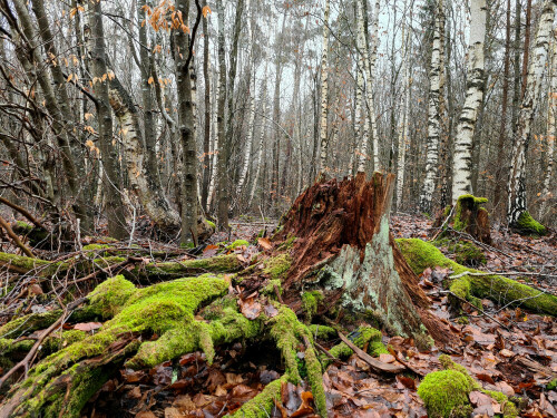 

Aufnameort: Wald bei Triesdorf
Kamera: Panasonic Lumix FZ 330