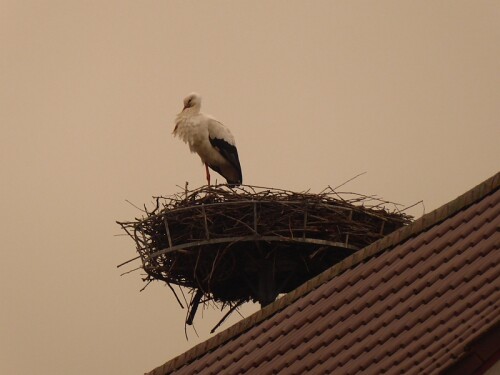 Storch - Himmel gelb vom Saharasand!

Aufnameort: Donaustetten
Kamera: Panasonic Lumix TZ 71