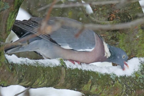 taube-frisst-schnee-26045.jpeg