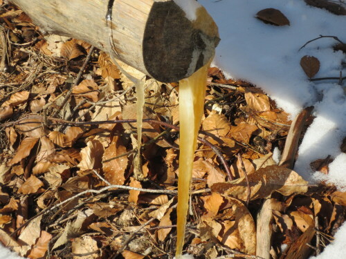 Dieses gefrorene Harz entdeckte ich im Februar 2021 bei einer Wanderung im Pfälzer-Wald bei Burrweiler. So etwas sieht man nicht so häufig und gehört neben Haareis zu den Besonderheiten in einem winterlichen Wald.

Aufnameort: Burrweiler-Pfälzer-Wald
Kamera: Canon IXUS 125 HS