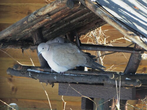 Auch die Ringeltauben bedienen sich am Vogelhäuschen.

Aufnameort: Gerstetten
Kamera: Panasonic Luxix TZ 71