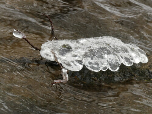 eis-wasserschildkrote-26080.jpeg