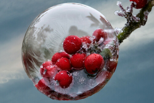 Ich habe für dieses Bild eine Seifenblase auf die Früchte einer Stechpalme gesetzt. Es muss unter 0 Grad haben, und eher windstill, um solche Aufnahmen machen zu können. In Focusstaching Methode aufgenommen.

Aufnameort: Ohlsdorf
Kamera: Canon G5X MII