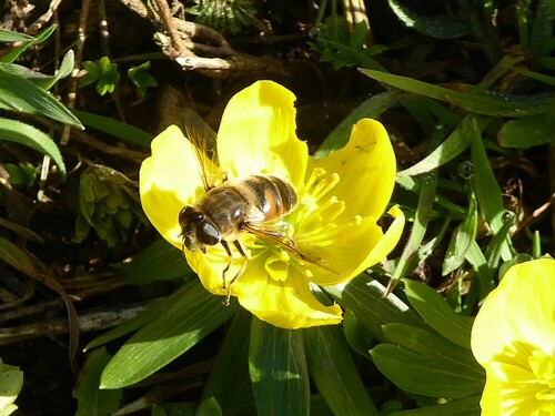 Die letzten Tage sah man die Bienen/Insekten fleißig fliegen.

Aufnameort: See Erbach Ufer
Kamera: Panasonic Lumix TZ 71