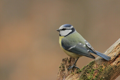 Blaumeise, Cyanistes caeruleus

Aufnameort: Odenwald
Kamera: Canon EOS 7D