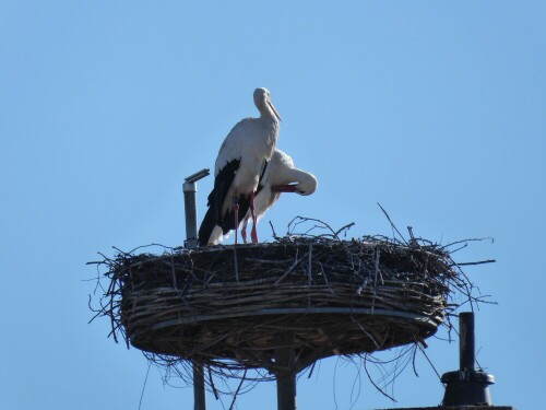 Die Gögglinger Störche sind da - erst kommt immer das Männchen -
später die Störchin - es wird vermutet, dass der Storch in der Nähe überwintert.

Aufnameort: Gögglingen
Kamera: Panasonic Lumix TZ 71