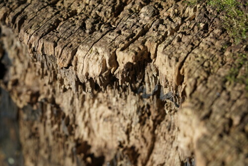 Diese Kante aus Holz wirkt von Nahem wie eine durch Erosion geformte geologische Formation.

Aufnameort: Mielenforst
Kamera: Sony Alpha 7 / II