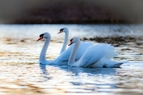 Eine Gruppe Höckerschwäne in der Abendsonne

Aufnameort: Merzig / Saarland
Kamera: Canon EOS 5 D III