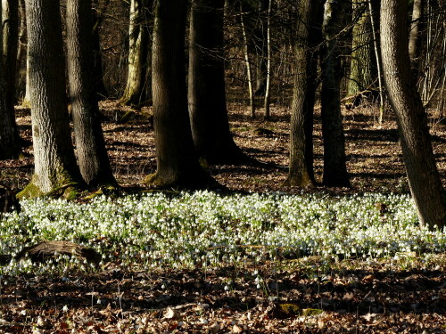 

Aufnameort: Wald bei Alesheim
Kamera: Panasonic Lumix FZ 330