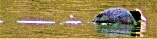 blasshuhn-ralle-fulica-atra-l--26181.jpeg