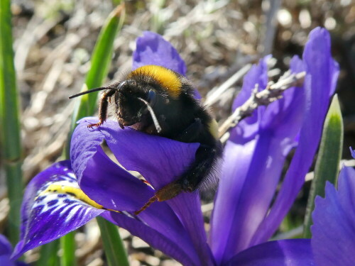 erdhummel-auf-iris-26188.jpeg
