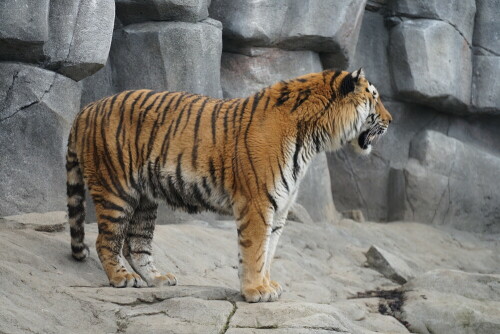 Die sibirischen Tiger im Kölner Zoo haben ein neues Gehege. Dieser hier scheint sich in seinem neuen Zuhause sichtlich wohl zu fühlen.

Aufnameort: Kölner Zoo
Kamera: Sony Alpha 7/II