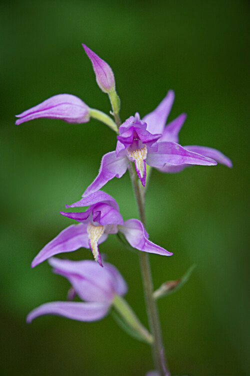 Das rote Waldvögelein i,eine wildwachsende Orchidee, entfaltet ihre Blüten schon im Frühjahr.

Aufnameort: Gmunden
Kamera: Nikon D 800