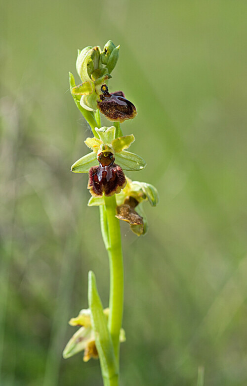 Die Spinnenragwurz ist eine wildwachsende Orchidee. Sie verwendet eine besondere List um zu ihrer Befruchtung zu kommen. Sie täuscht das Weibchen einer Sandbienenart vor, und die Männchen die 14 Tage vor den Weibchen schlupfen, glauben ein Weibchen zu begatten, und bestäuben so die Orchidee.

Aufnameort: Podersdorf (Burgenland)
Kamera: Nikon D 800