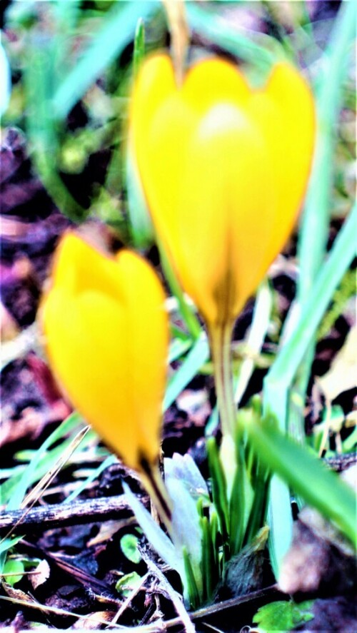 Eine Art Krokus, die im März bzw. seltener zwischen Februar und April blüht. Es handelt sich hier um einen Knollen-Geophyt.
https://de.wikipedia.org/wiki/Kleiner_Krokus

Aufnameort: Eiershausen Garten
Kamera: Canon EOS 1300D