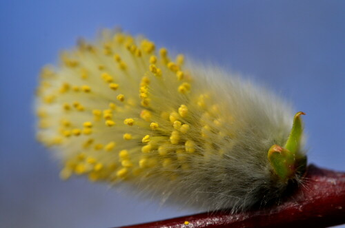 

Aufnameort: Weidenbach in meinem Garten
Kamera: Nikon D 70