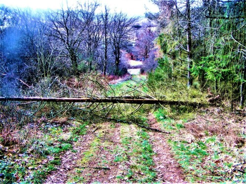 Nach einem Borkenkäferbefall können sich die ersten Fichtenstangen bei den Frühjahrsstürmen nicht mehr halten.
https://de.wikipedia.org/wiki/Gemeine_Fichte

Aufnameort: Eibelshausen Rommelsberg
Kamera: Medion Camcorder