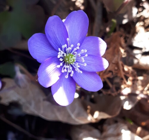 Blüte eines Leberblümchens

Aufnameort: Gronneweg Ulm-Donautal
Kamera: Panasonic Lumix TZ 71