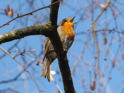 rotkehlchen-vogel-des-jahres-2021-26286.jpeg