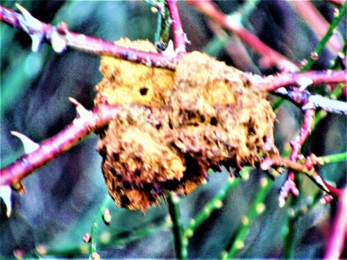 Wie die Schlupflöcher bereits erraten lassen, sind jene Schlupfwespe bereits geschlüpft.
https://de.wikipedia.org/wiki/Gemeine_Rosengallwespe


Aufnameort: Rommelsberg im Osten
Kamera: Medion Camcorder