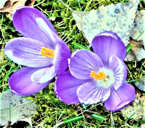 fruhlings-krokus-crocus-vernus-l-hill-26313.jpeg