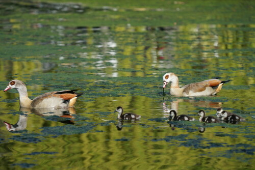 Im März 2021 machen die Nilganseltern mit ihrem frisch geschlüpften Nachwuchs eine Exkursion auf dem Teich.

Aufnameort: Mülheimer Stadtpark
Kamera: Sony Alpha 7/II