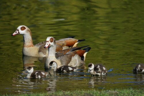 Nilgänse sind eine invasive Art, die aus Ägypten stammt. Dass sie  hier erfolgreich brüten, kann man auf dem Bild sehen. Nilgänse kann man gut an ihrem roten Ring um die Augen erkennen.

Aufnameort: Mülheimer Stadtpark
Kamera: Sony Alpha 7/II