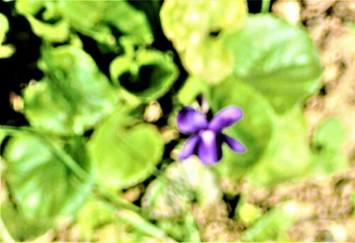 duftveilchen-viola-odorata-l-26335.jpeg