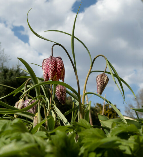 Schachbrettblume

Aufnameort: Ohlsdorf
Kamera: Nikon D 800