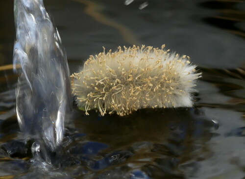 schwimmendes-palmkatzchen-26344.jpeg
