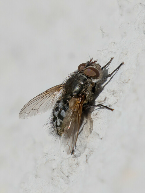 Bei Makroaufnahmen gefällt mir, man sieht schöne Muster und Feinheiten, auch wenn es nur eine Fliege ist. Da es eine ausschnittvergrößerung ist, ist das vorliegende Bild die maximale Qualität. Aufnahmeart Focustacking.

Aufnameort: Ohlsdorf
Kamera: Canon