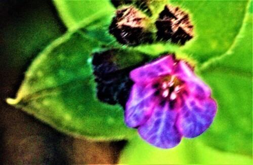 geflecktes-lungenkraut-pulmonaria-officinalis-l-26379.jpeg