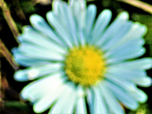 Das Gänseblümchen gehört zur Familie der Korbblütler(Asteraceae).
Es gedeiht häufig auf Rasen, Wiesen, an Wegrändern sowie auf Weiden.
Gemäß des Sonnenstandes neigt es etwas seinen Kopf; bei Regenwetter oder am Abend bleibt es geschlossen.
Seine Blüte gilt als Scheinblüte(Pseudanthium).
https://de.wikipedia.org/wiki/G%C3%A4nsebl%C3%BCmchen



Aufnameort: Eiershausen Garten
Kamera: Canon EOS 1300D