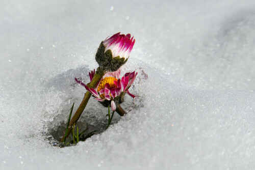 ein Gänseblümchen im schnee nach neuerlichem Schnee im april

Aufnameort: Ohlsdorf
