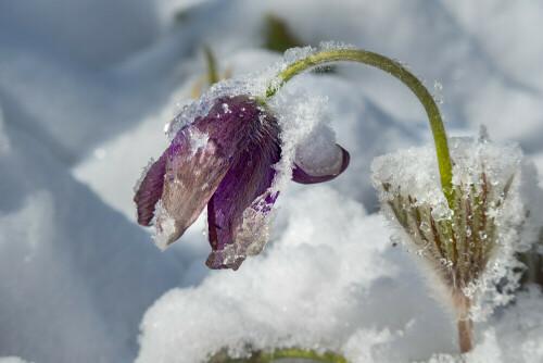 kuhschelle-im-schnee-26371.jpeg