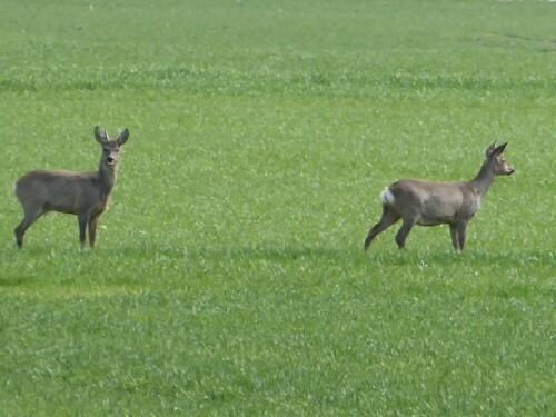 es-gibt-sie-noch-die-rehe-26444.jpeg