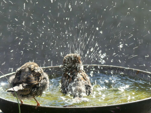 

Aufnameort: Weidenbach in meinem Garten
Kamera: Panasonic Lumix FZ 330