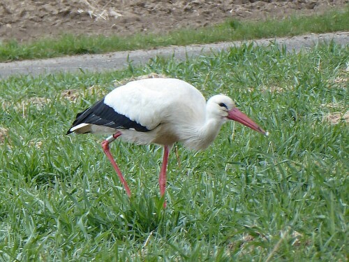 freddy-der-storch-von-gogglingen-26445.jpeg