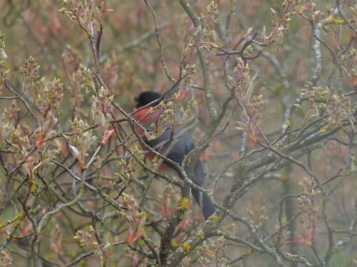 Vor meinem Fenster steht der Feigenbaum und der Dompfaff wird von mir gefüttert.

Aufnameort: Wiblingen
Kamera: Panasonic Lumix TZ 71