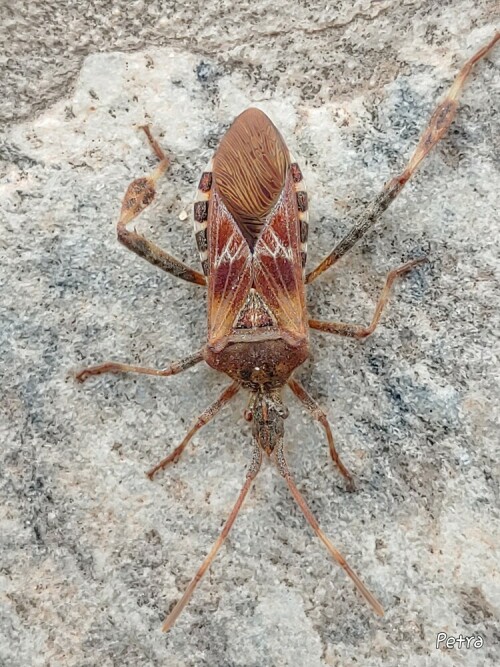 Dieses hübsche Tier mit der besonderen Zeichnung fand ich auf unserer Terrasse. Die Steinplatten haben sich aufgewärmt und es lag da in der Sonne.

Aufnameort: Lichtenau / Mfr.
Kamera: LG G8S Thinq