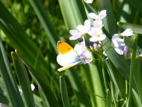 Jetzt ist ihre Zeit gekommen!

Aufnameort: Neu-Ulm Glacis Park
Kamera: Panasonic Lumix TZ 72