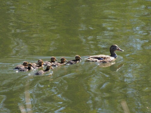 Ein tolles Ergebnis - 8 Junge!

Aufnameort: Donau Ulm
Kamera: Panasonic Lumix TZ 72