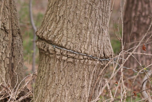 Der Mensch quält die Natur wo es nur geht, ich hoffe sie auch weiterhin die Kraft um zu gewinnen

Aufnameort: Stadtlohn
Kamera: Eos 700