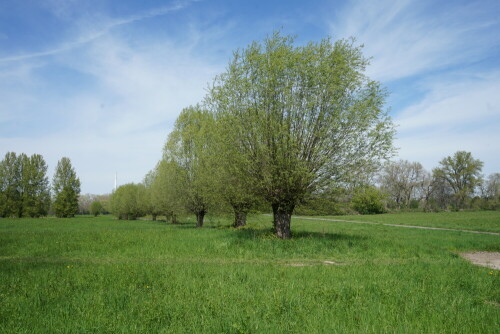 kopfweiden-auf-der-flittarder-rheinaue-26497.jpeg