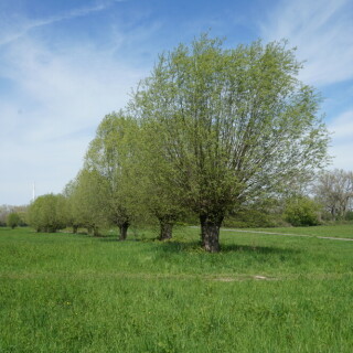 kopfweiden-auf-der-flittarder-rheinaue-26497