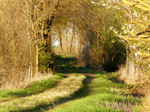 fruhling-am-goetheweg-bei-weidenbach-26502.jpeg