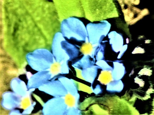 Das Bunte Vergissmeinnicht blüht etwa von April bis Juni.
Seine Blüten sitzen in Wickeln.
https://de.wikipedia.org/wiki/Buntes_Vergissmeinnicht

Aufnameort: Eiershausen Garten
Kamera: Canon EOS 1300D