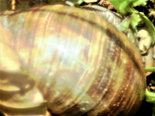 weinbergschnecke-helix-pomatia-l-1758-26477.jpeg