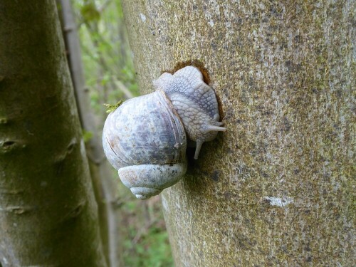 weinbergschnecke-26546.jpeg