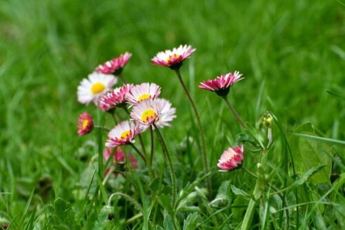 

Aufnameort: Weidenbach in meinem Garten
Kamera: Nikon D500